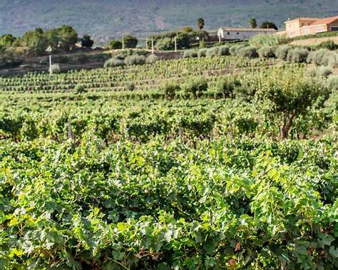 etna geological wine tour