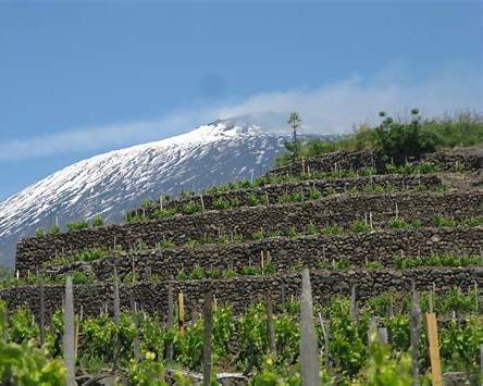 etna north vineyards high altitude asaltic soils