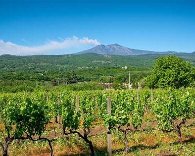 etna vineyard walk full experience