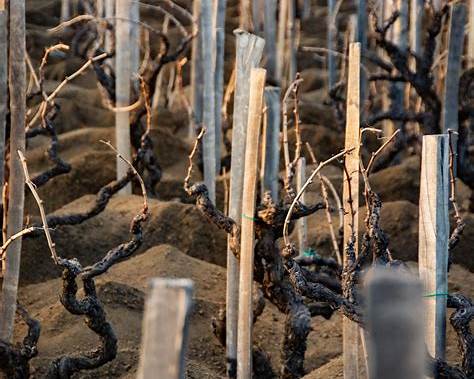 etna volcanic soil guided walk
