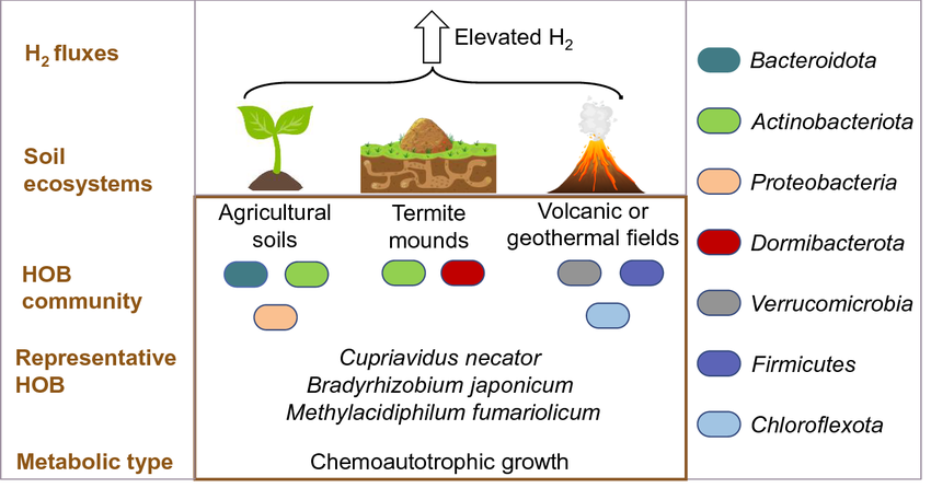 Etna volcanic soil microbiota nutrient cycling