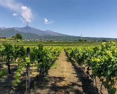 etna winery landscape route transition