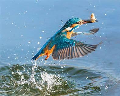kingfisher hunting clear river pool