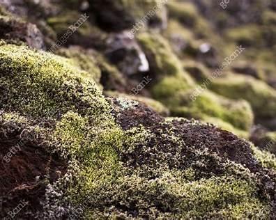 moss colonisation basalt surface