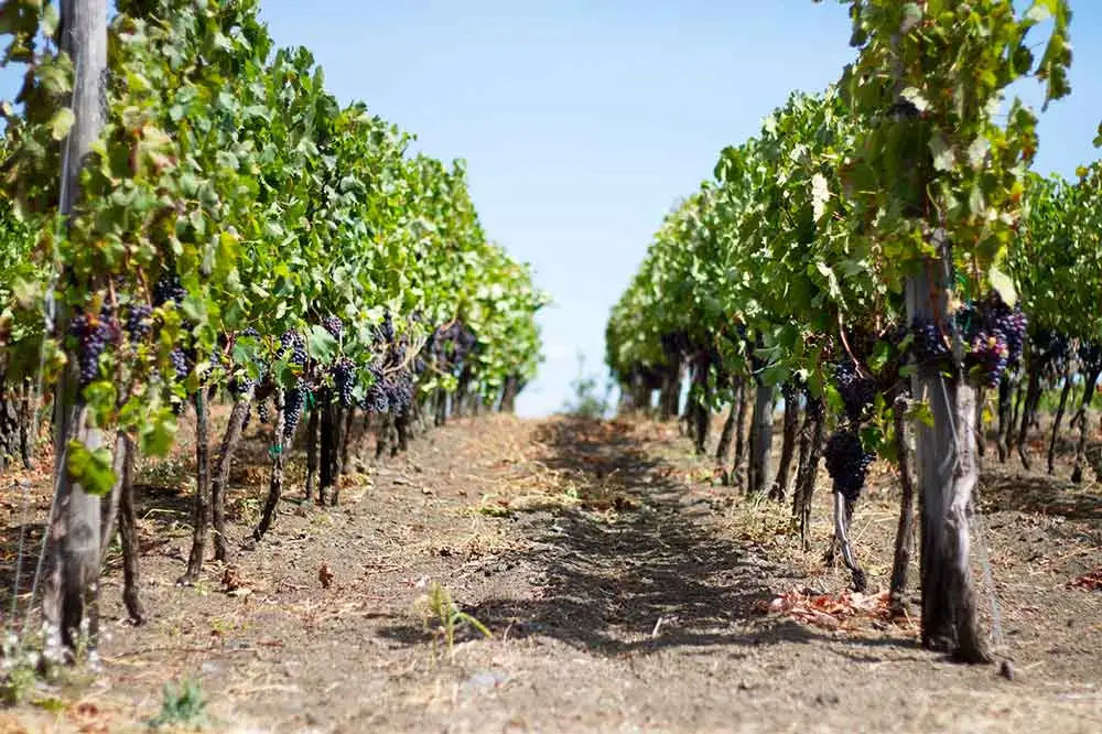 clusters of Nerello Mascalese grapes cultivated on stone terraces of Etna.