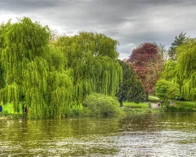 oleander on riverbank mediterranean