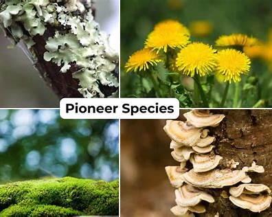 pioneer species on basalt canyon