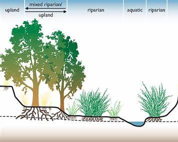 riparian vegetation alcantara river