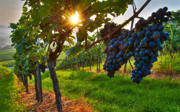 a wineyard in the Alcantara Valley in Sicily