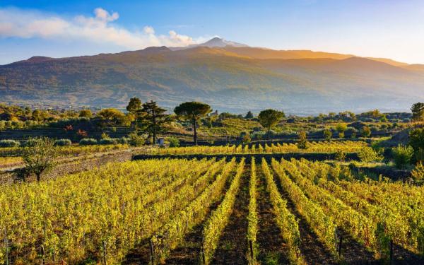 best etna wine tours volcanic vineyards.jpg