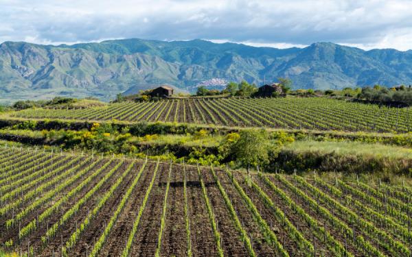Vineyards on the slopes of Mount Etna growing on volcanic soils, illustrating the interaction between geology and wine terroir