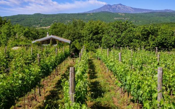 Mount Etna vineyards 